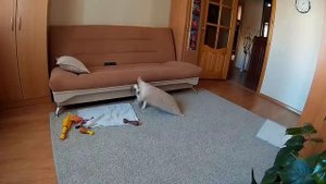 Щенка Джек Рассела оставили одного дома. Jack Russell Terrier puppy  home alone