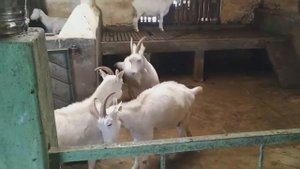 Молока как от коровы - Зааненские козы ставят рекорды | О зааненской породе коз