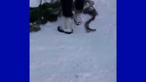Две Рыси в Белой Холунице съели собаку в жилой зоне