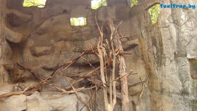 khao kheow open zoo зоопарк Таиланд смотреть онлайн