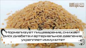 Полба зерно. Обзор