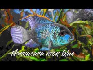 Наннакара неоновая – рыба-загадка.