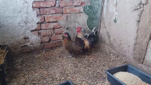 КТО ОНИ ТАКИЕ И ЗАЧЕМ ОНИ МНЕ НУЖНЫ?? НОВЫЕ ЖИТЕЛИ ДВОРА))) ПЕРЕДАЮ ПРИВЕТЫ)) смотреть онлайн