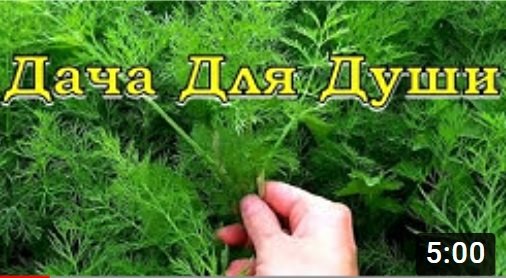 Как вырастить УКРОП для длительного употребления зелени?