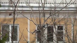Брачное поведение сорок