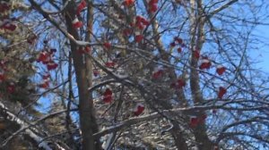 Яблонька в снегу:) Польза замороженных яблок.