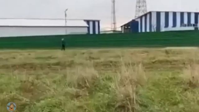 Почему собака без намордника? Иди спроси где её маска.