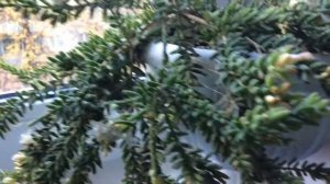 Рипсалис мезембриантемовый (Rhipsalis mesembryanthemoides) цветение продолжение