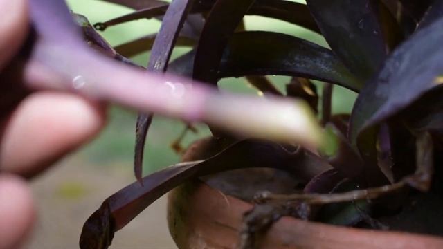 Tradescantia Pallida (Purple Heart) | Propagation Series | Episode 11 смотреть онлайн
