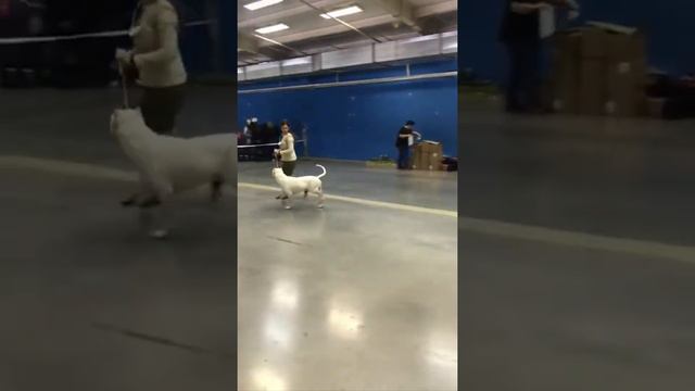 аргентинский дог Небесная Лига Дневной Дозор / dogo argentino Roy