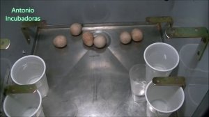 Incubación huevos de perdiz.2