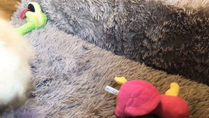 Как расчёсывать шпица, который не любит чесаться