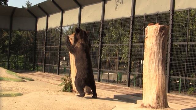 Медведи и мед смотреть онлайн