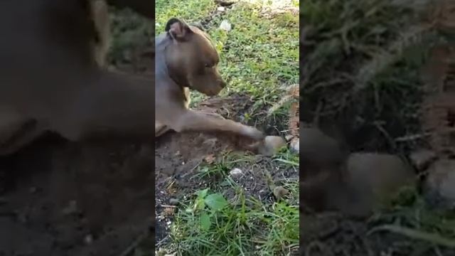 #пёс #пес #собакен #хомяк #бурундук #дружба #прикол #умора смотреть онлайн