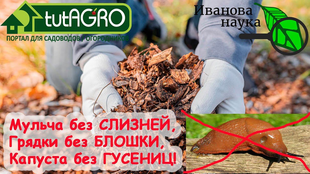БОИТЕСЬ СЛИЗНЕЙ В МУЛЬЧЕ? Решение очень простое. Просто посейте ЭТО РАСТЕНИЕ осенью или весной.
