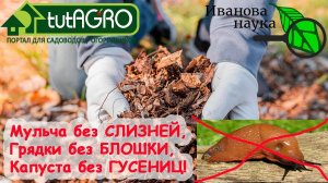 БОИТЕСЬ СЛИЗНЕЙ В МУЛЬЧЕ? Решение очень простое. Просто посейте ЭТО РАСТЕНИЕ осенью или весной.