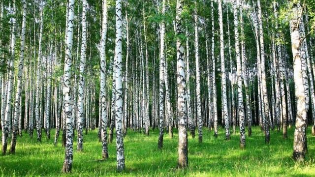 Рассказ Мустая Карима «В берёзовом лесу» смотреть онлайн