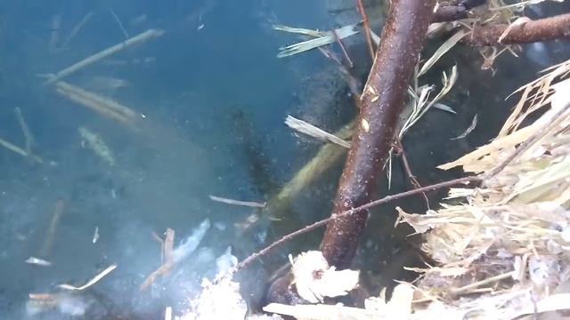 Охота на бобра. Как найти нору бобра зимой. смотреть онлайн