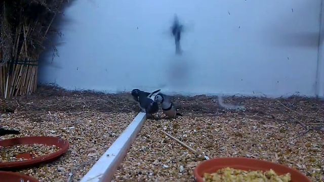 Кольчатые астрильды.