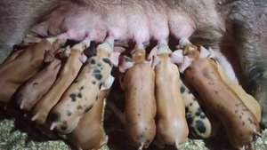 Гибриды Кантор часть 1!!! #кантор #пьетрен #дюрок