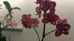 Орхидея без грунта : бизнес или реальность .