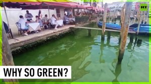 Venice waters turn fluorescent green