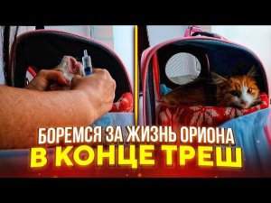 Забираю Леди и  Сапфира из стационара и уезжаю. Ориону стабильно плохо. а Конце треш, сбили Алабая