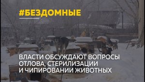 В Алтайском крае продолжают бороться с бездомными собаками