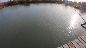 Ловим форель на платнике | Нахлыст | Форелевые стримеры | Удачный улов