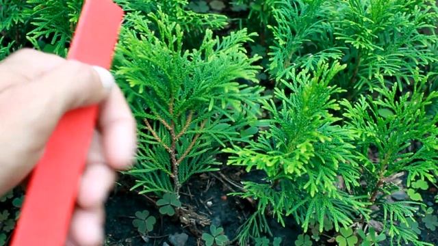 Сеянцы туи западной Смарагд. Саженцы туи в питомнике хвойных "Хвойный дворик" - сезон осень 2019 смотреть онлайн