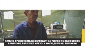 Виды искусственного осеменения овец