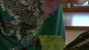 Комнатный цветок Калатея МОЛИТВЕННЫЙ ЦВЕТОК шевелит листьями в течение дня! БотаникLIVE