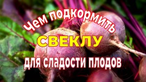 Чем подкормить свеклу в июле для сладости плодов.