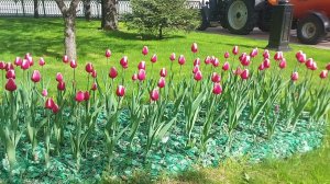 Клумбы у Храма Христа Спасителя (05.05.23)