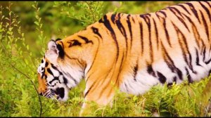 Поглощающая Своим Интересом Притча "Осёл ,тигр и лев." #притчи #рассказы #истории