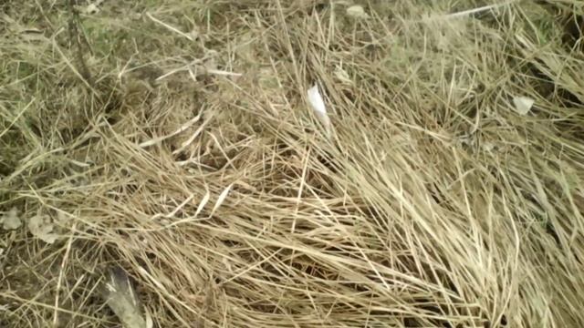 Ловля налима на удочку весной смотреть онлайн