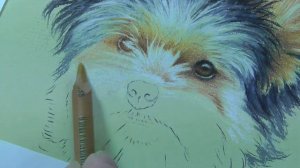 Eye Tutorial - Yorkshire Terrier - Pastel Pencils