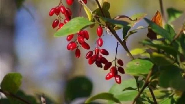 Уникальные свойства барбариса.