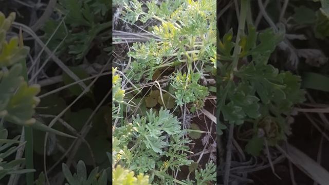 Заготовка природного материала. Полынь горькая.