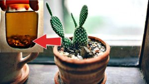 Подкормите этим кактус чтобы он зацвел! Чем подкормить кактус для мощного и красивого цветения?