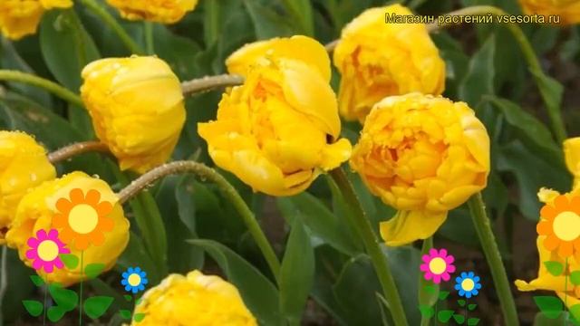 Тюльпан махровый Монте Пион. Краткий обзор, описание характеристик, где купить луковицы Monte Peony смотреть онлайн