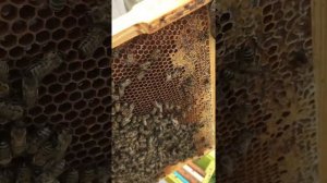 Пчелы Карника и матка Бакфаст