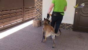 Оперантное научение, дрессировка малинуа, команда место, ОКД
