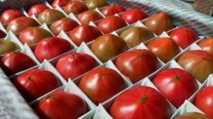 Пинк Параллель, лучший томат в сегменте Пинк Парадайз для осени!