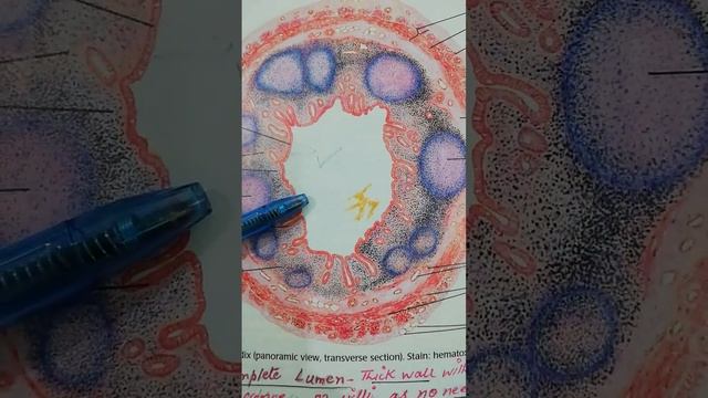 Slide pics revision,a rapid review !!( few of GIT) смотреть онлайн