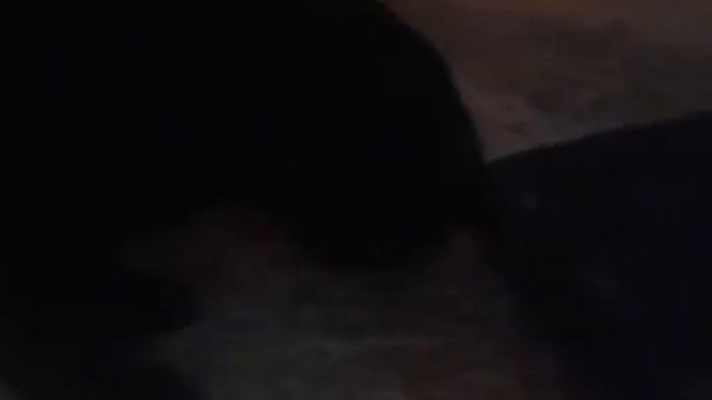 Котёнок сосёт ковёр смотреть онлайн