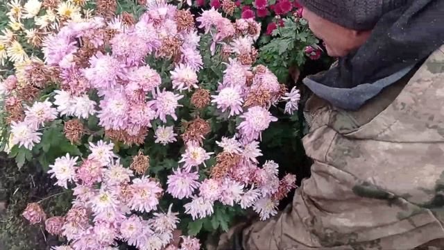 хризантемы переезжают в теплицу на зимовку. смотреть онлайн