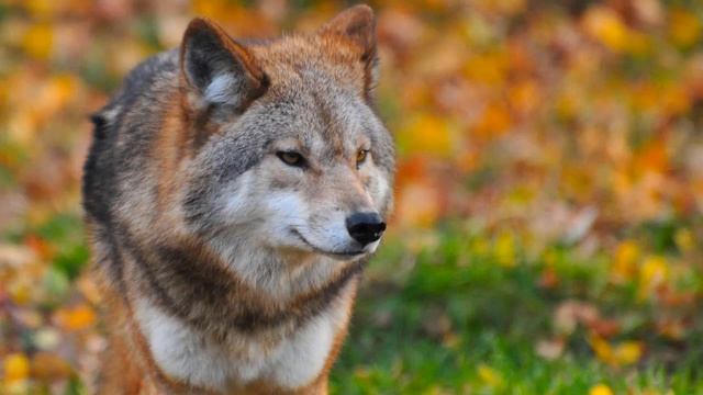 SONIDOS del LOBO (1 Hora) ??? смотреть онлайн