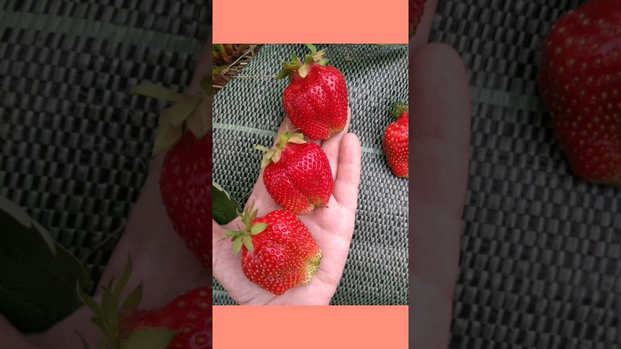 Урок 1. Это НЕ клубника!!!