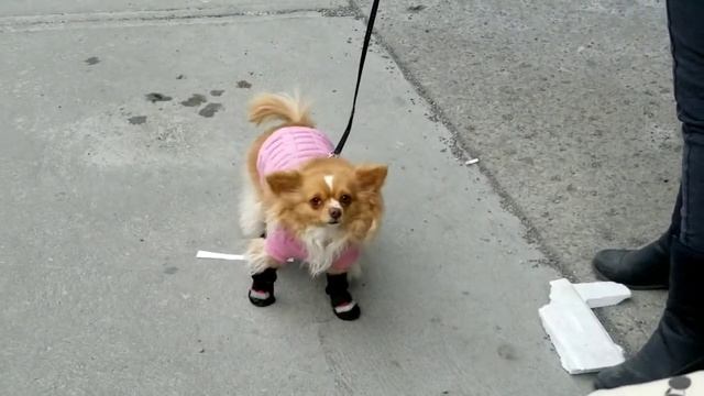 Модные собачки/ Стильные образы смотреть онлайн